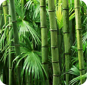 BAMBOO