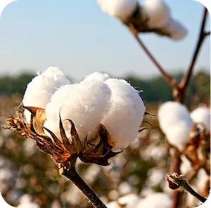 COTTON