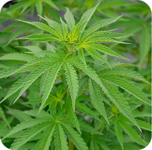 HEMP
