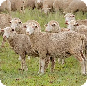 Merino Wool